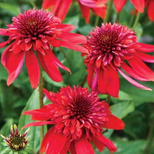 eccentric coneflower flower seeds