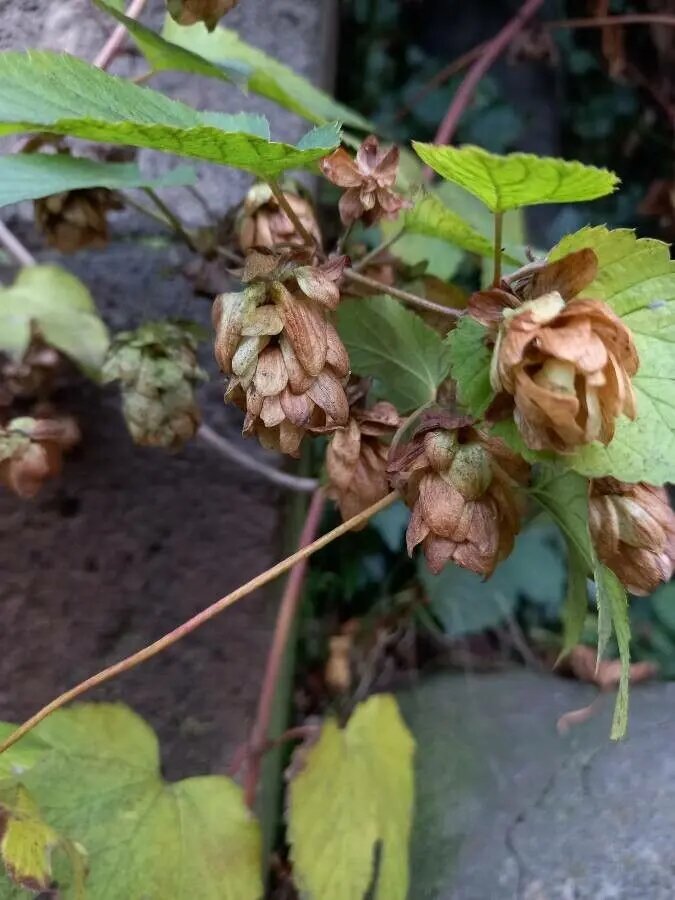 Brown Bergenia Flower Seeds for Planting – Heirloom Non-GMO High Germination Organic Seeds