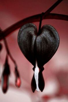 Black Lamprocapnos Flower Seeds – Heirloom, Non-GMO, High Germination Seeds