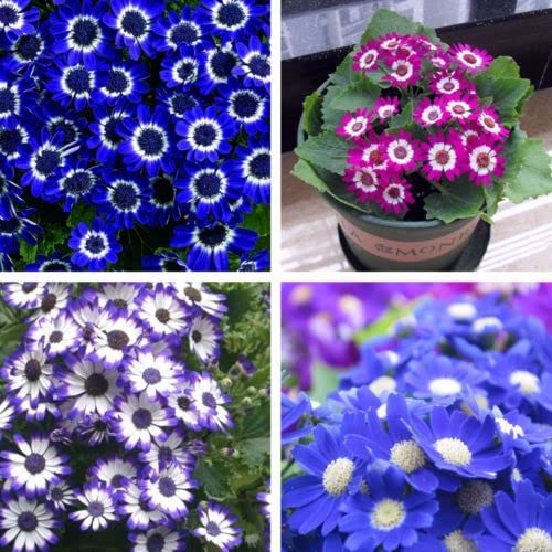 Cineraria Flower Seeds Mixed – Heirloom, Non-GMO, High Germination Organic Garden Seeds for Planting
