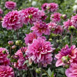 Pink Marigold Flower Seeds – Heirloom, Non-GMO, High Germination Seeds