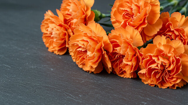 Orange Carnation Flower Seeds – Heirloom, Non-GMO, High Germination Garden Seeds
