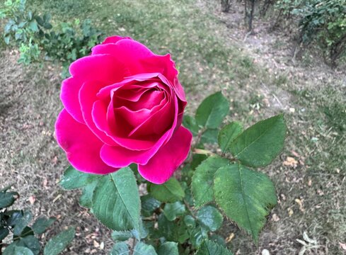 Dark Pink Damask Rose Flower Seeds – Heirloom, Non-GMO, High Germination