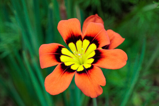Orange Sparaxis Flower Seeds – Heirloom, Non-GMO, High Germination Seeds