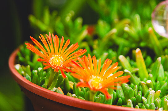 Orange Dorotheanthus Flower Seeds – Heirloom, Non-GMO, High Germination Seeds