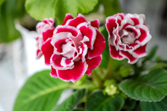 Red Blooming Gloxinia Flower Seeds – Heirloom Non-GMO High Germination Organic Garden Seeds for Planting