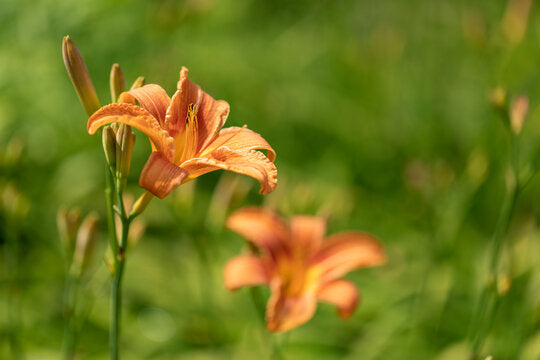 taglilie hemerocallis flower seeds