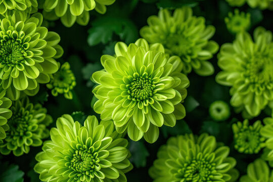 Green Chrysanthemum Flower Seeds – Heirloom, Non-GMO, High Germination Seeds