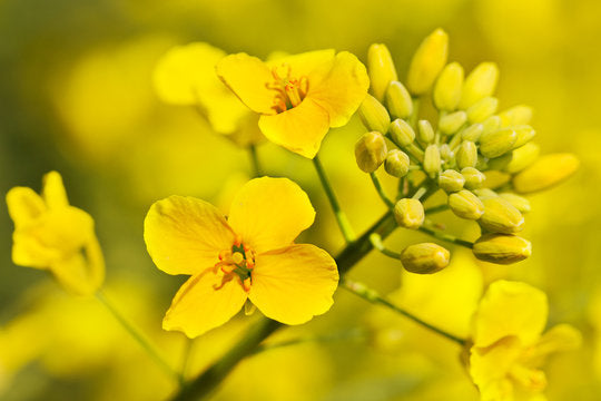 Canola Flower Seeds Yellow – Heirloom, Non-GMO, High Germination Organic Garden Seeds