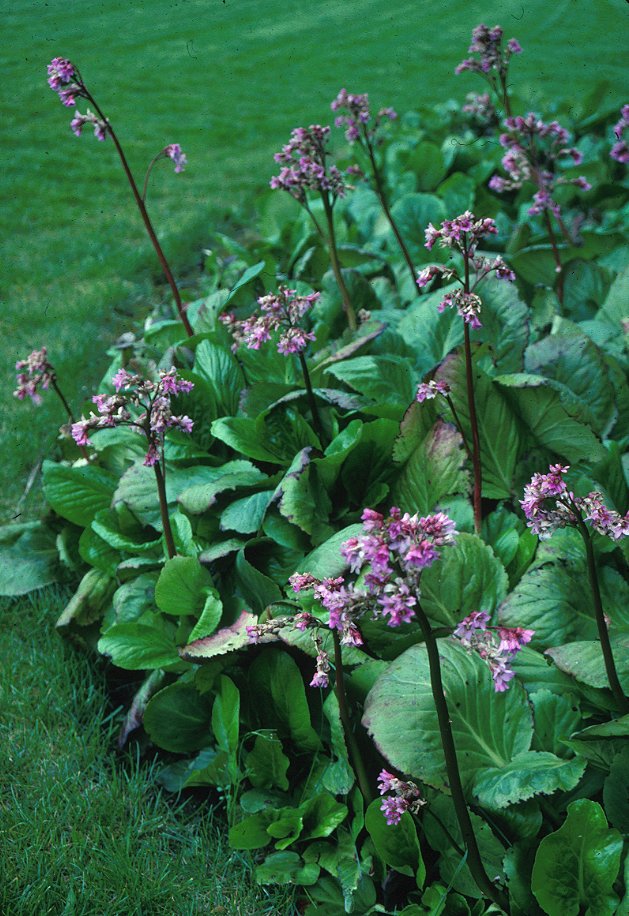 Bergenia Flower Perennial Seeds for Planting – Heirloom Non-GMO High Germination Organic Seeds