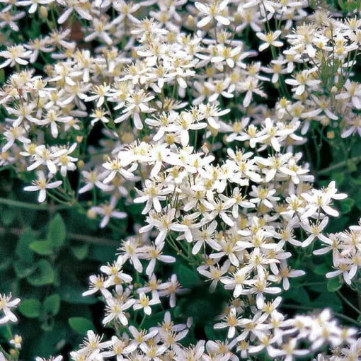 white sweet flower seeds