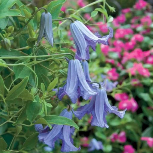 lavender pink flower seeds
