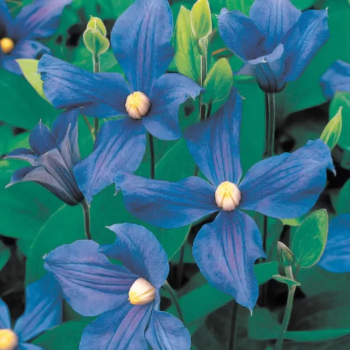 red ernest flower seeds