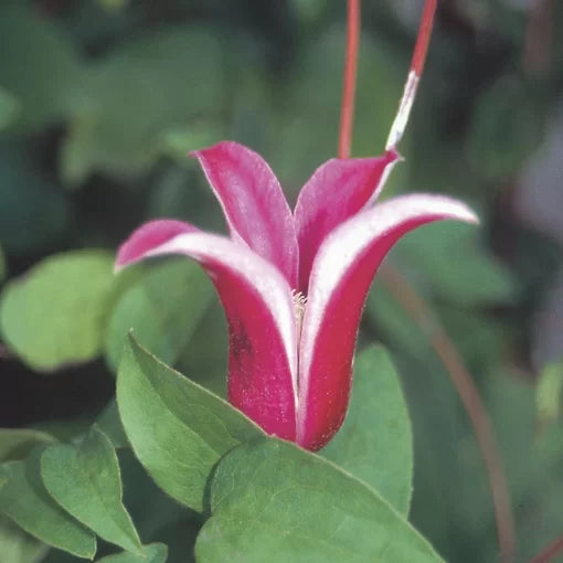 purple jackmanii flower seeds