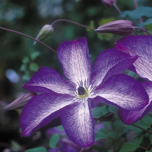 lavender betty flower seeds