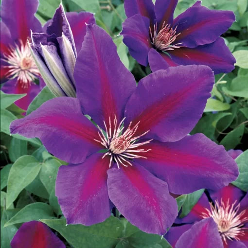 purple anna flower seeds