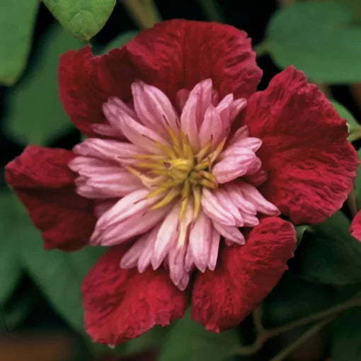 pink sarah flower seeds