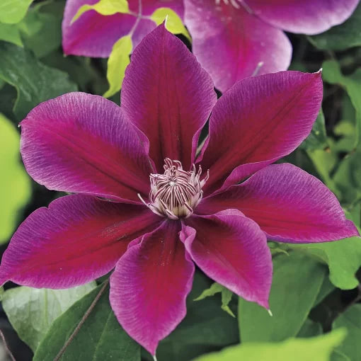kilian donahue flower seeds