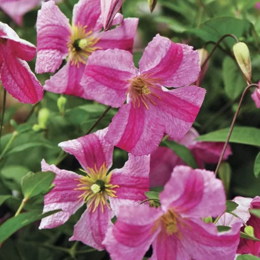 pink pink flower seeds