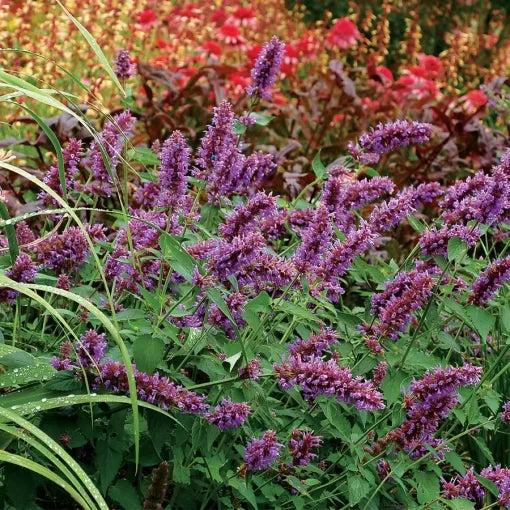 blue purple flower seeds