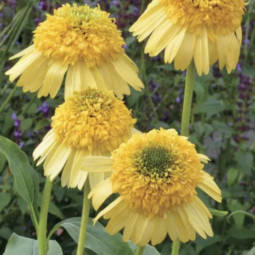 yellow yellow flower seeds