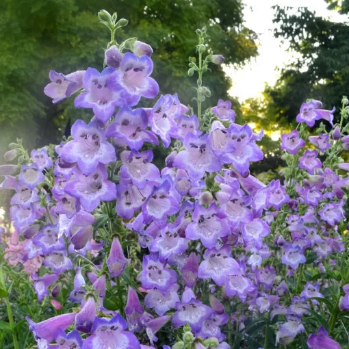 lavender purple flower seeds