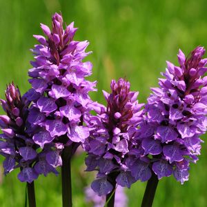 Semillas de Flores Dactylorhiza – Semillas de Jardín de Alta Germinación, Cimarrón, Sin OGM