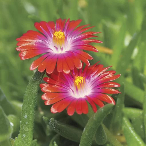 red jewel flower seeds