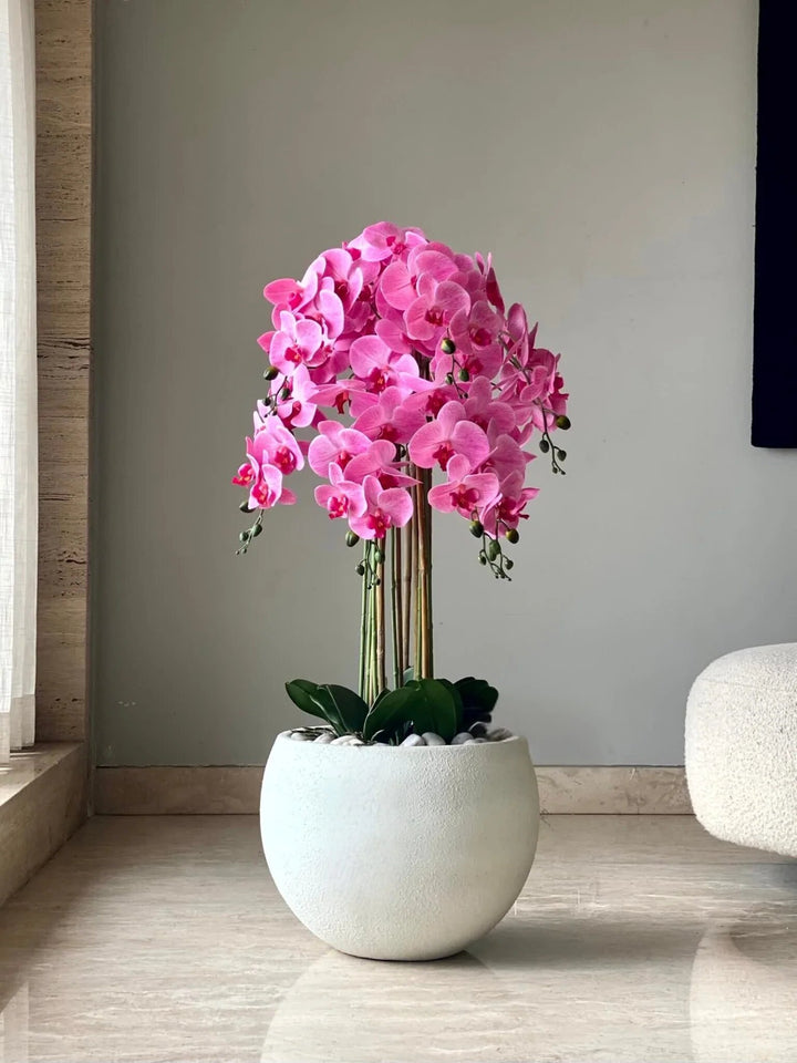 Pink Orchid Flower Seeds – Heirloom, Non-GMO, High Germination Seeds