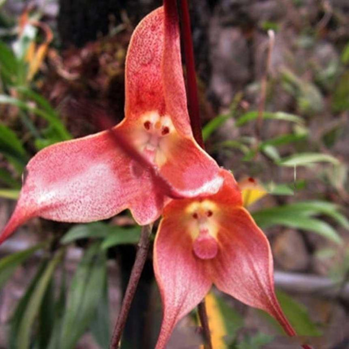 Monkey Face Orchid Flower Seeds Red – Heirloom, Non-GMO, High Germination Seeds