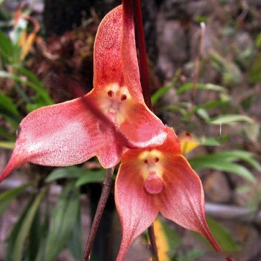 Monkey Face Orchid Flower Seeds Red – Heirloom, Non-GMO, High Germination Seeds