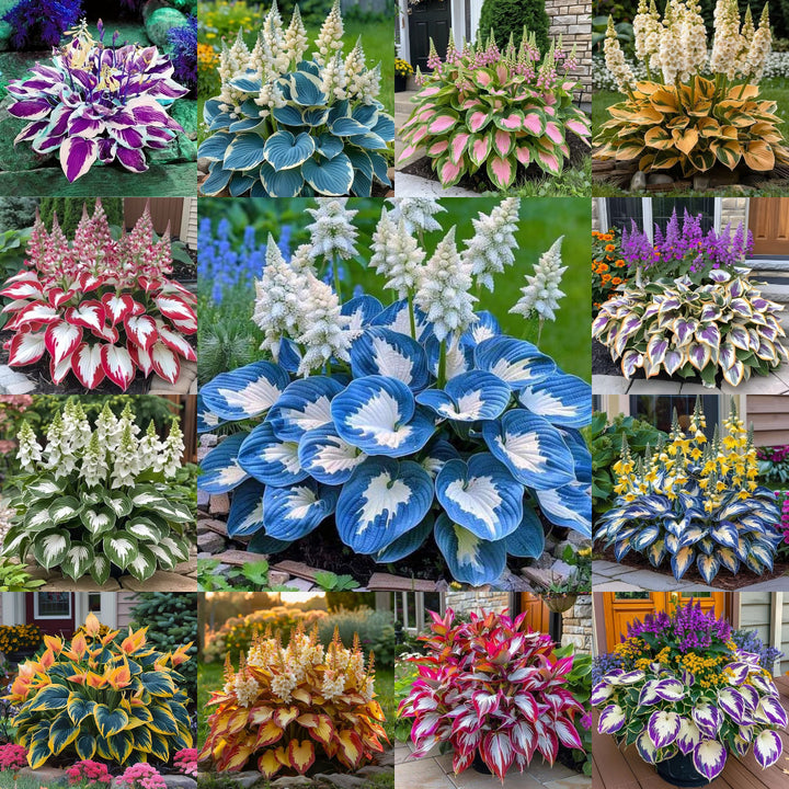 Mixed Hosta Flower Seeds – Heirloom, Non-GMO, High Germination Organic Garden Seeds