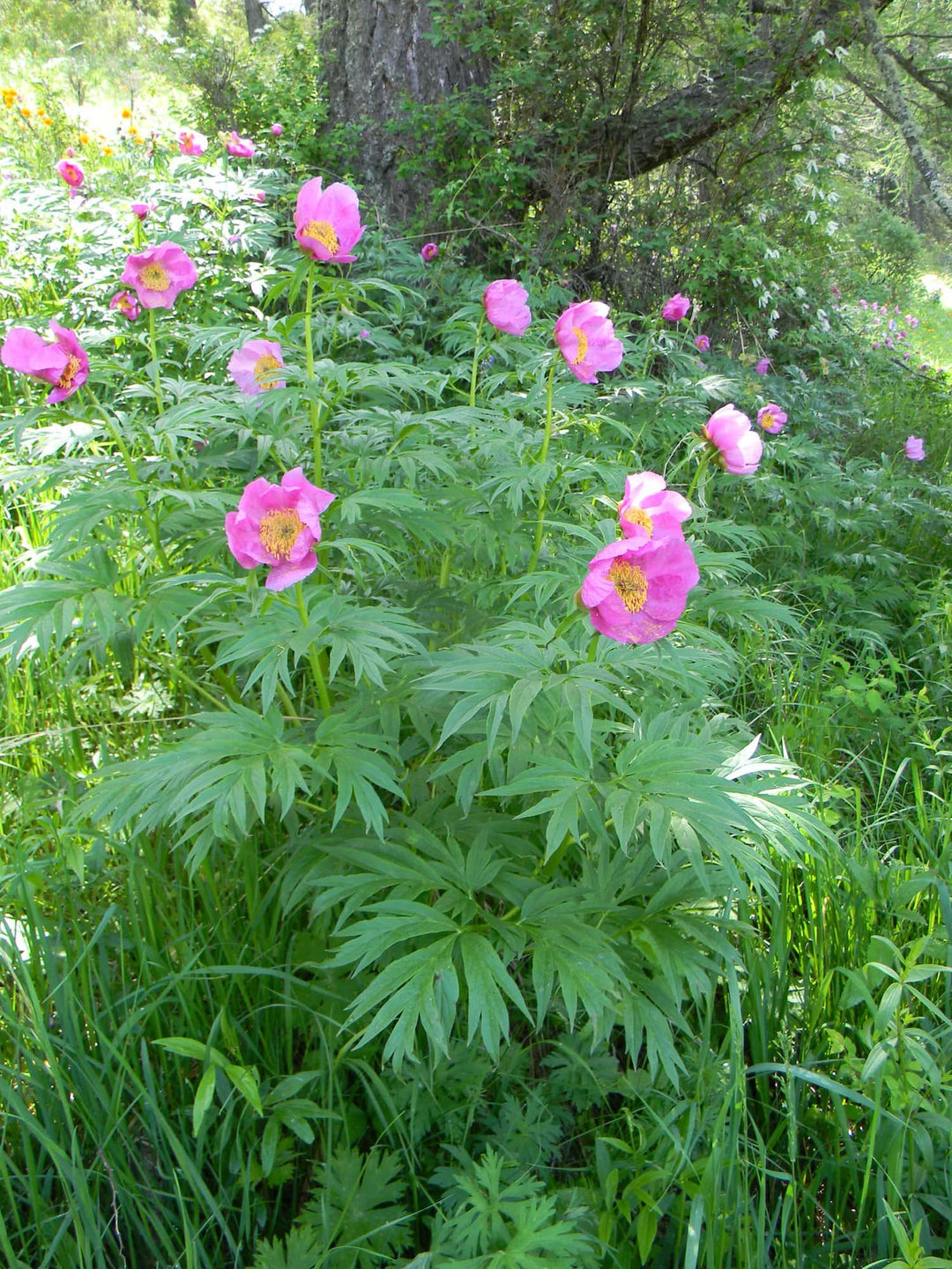 Anomala Flower Seeds – Heirloom, Non-GMO, High Germination Seeds