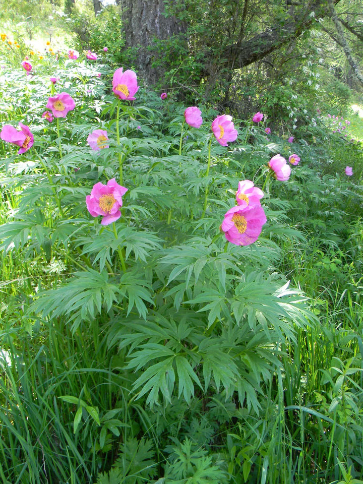 Anomala Flower Seeds – Heirloom, Non-GMO, High Germination Seeds