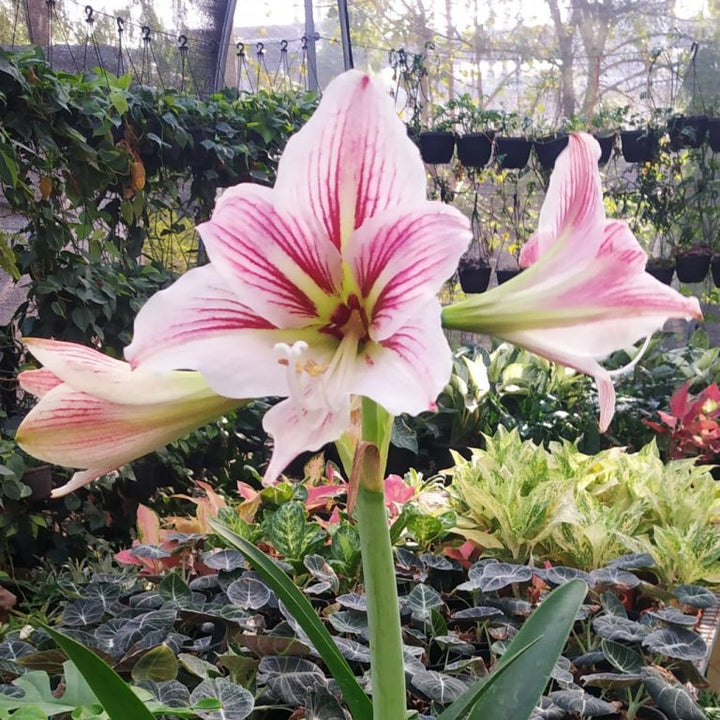 Amaryllis Flower Seeds Pink White for Planting – Heirloom Non-GMO High Germination Organic Seeds