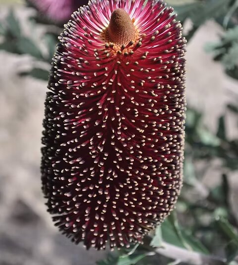 Banksia Flower Seeds Purple for Planting – Heirloom Non-GMO High Germination Organic Seeds