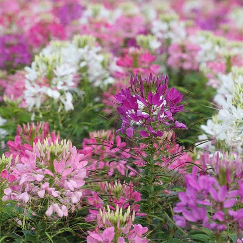 Mixed Cleome Flower Seeds – Heirloom, Non-GMO, High Germination Organic Garden Seeds for Planting