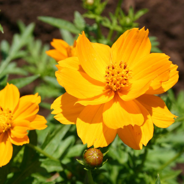 Orange Cosmos Flower Seeds for Planting – Heirloom Non-GMO High Germination Seeds