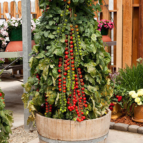 Rapunzel Tomato Seeds for Planting - Heirloom, Non-GMO, High Germination, Organic Garden Seeds