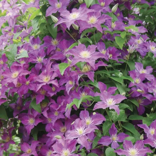 pink nelly flower seeds