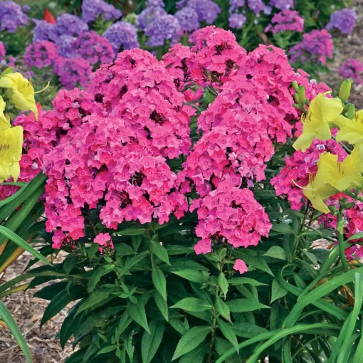 pink glamour flower seeds