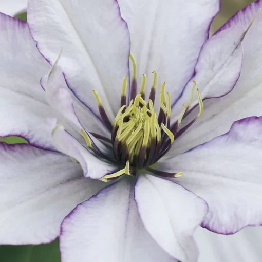 samaritan jo flower seeds