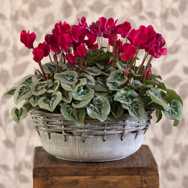 Maroon Cyclamen Flower Seeds – Heirloom Non-GMO High Germination Seeds
