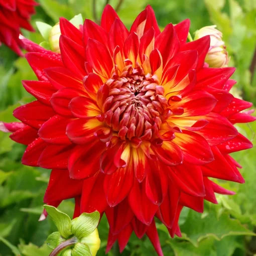 manhattan island flower seeds