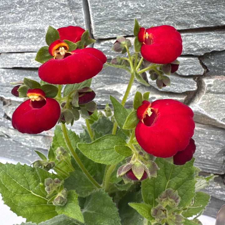 Semillas de Flor de Calibrachoa Gigante Roja – Cimiente, Sin OGM, Semillas de Alta Germinación