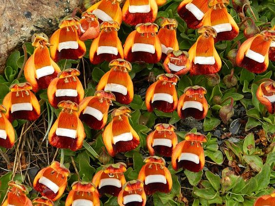 Orange Calceolaria Uniflora Flower Seeds – Heirloom, Non-GMO, High Germination Seeds