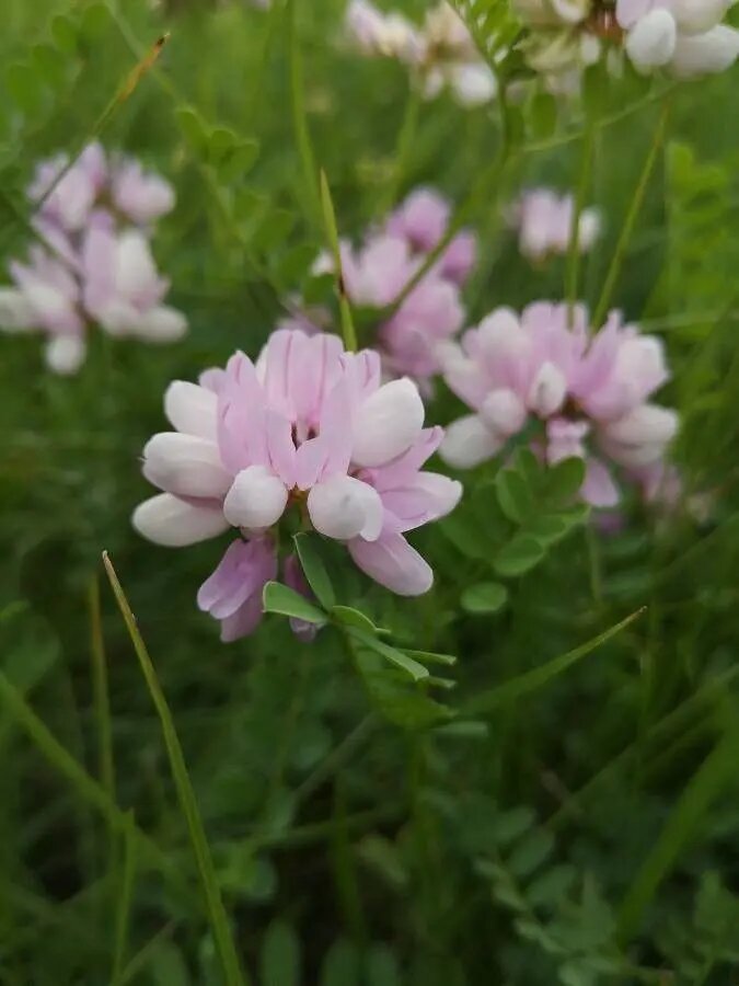 Coronilla Flower Seeds for Planting – Heirloom Non-GMO High Germination Seeds