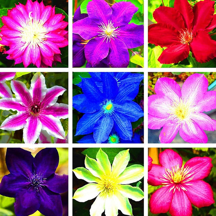 Semillas de flores de Clematis mixtas – Herencia, sin OGM, alta germinación, semillas de jardín orgánicas para sembrar