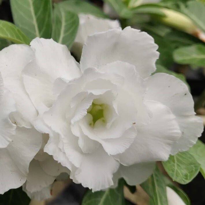 Semillas de Flor de Adenium Gigante Blanca — Semillas de Alta Germinación, sin OGM, de Polinización Abierta