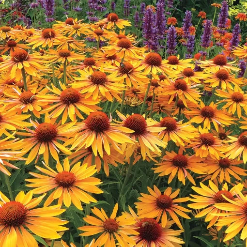big kahuna flower seeds